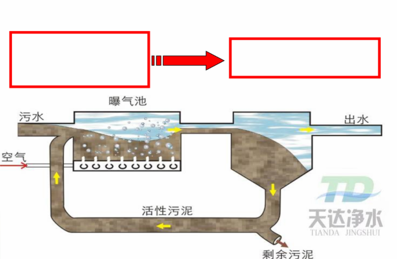 活性污泥净化过程与机理